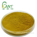 Factory supply pure natural plant extracts extracts Rhubarb extract